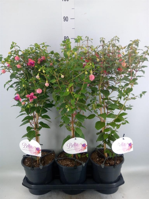 <h4>FUCHSIA   ... OP STAM MIX</h4>