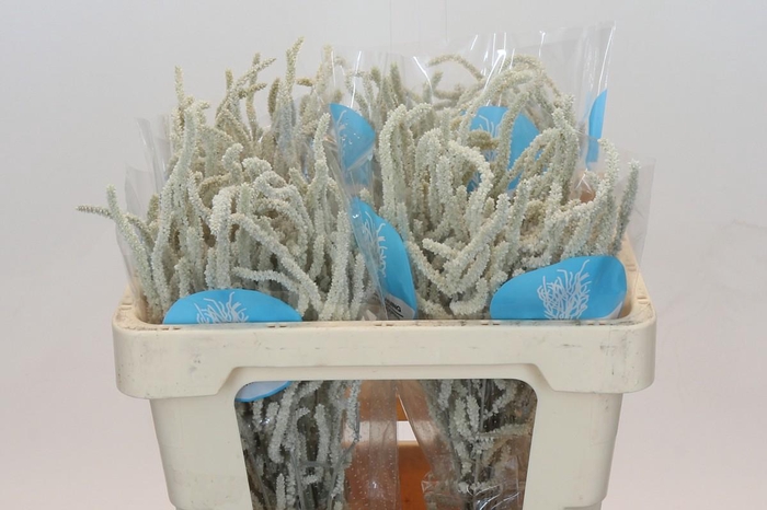 <h4>Amaranthus Yearming Desert</h4>