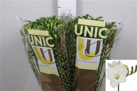 <h4>Fr En Corvette</h4>