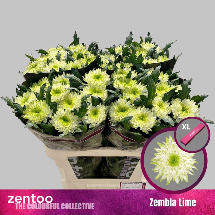 <h4>Chrysanthemum PL 'Zembla Lime'</h4>