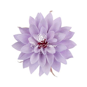 Dalia Vio03