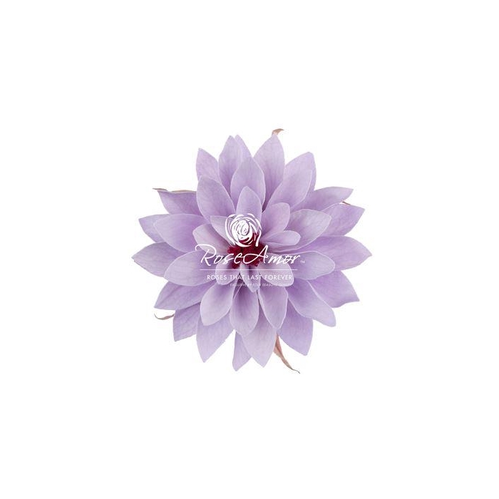 <h4>Dalia Vio03</h4>