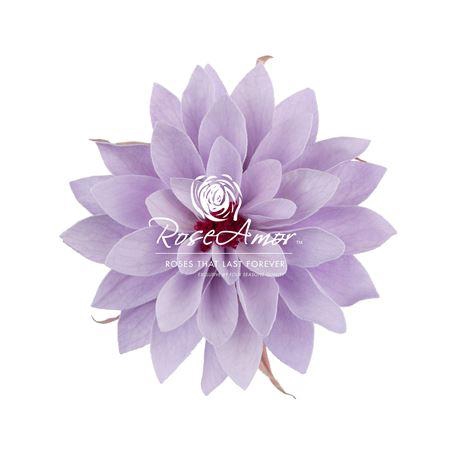 Dalia Vio03