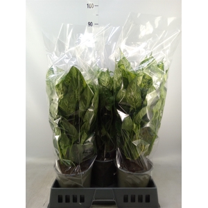 Dieffenbachia  'Compacta'