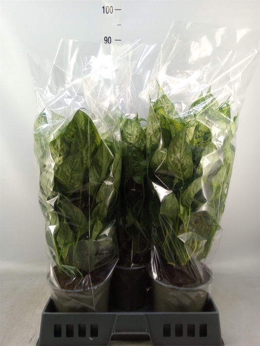 <h4>Dieffenbachia  'Compacta'</h4>