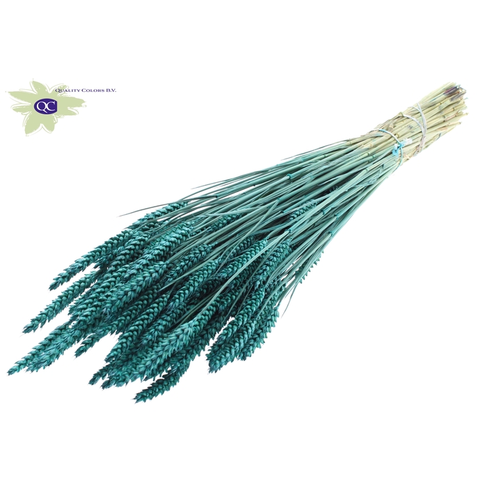 <h4>Triticum per bunch Turquoise</h4>