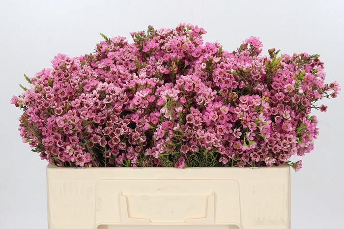 <h4>Chamelaucium Sarah's Delight</h4>