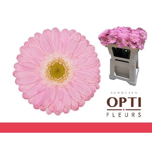 Germini Babble Water