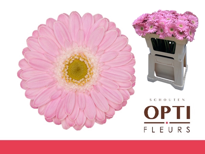 <h4>Germini Babble Water</h4>