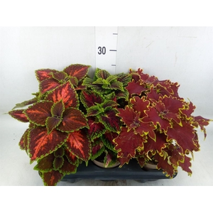 Plectranthus col.   ...mix