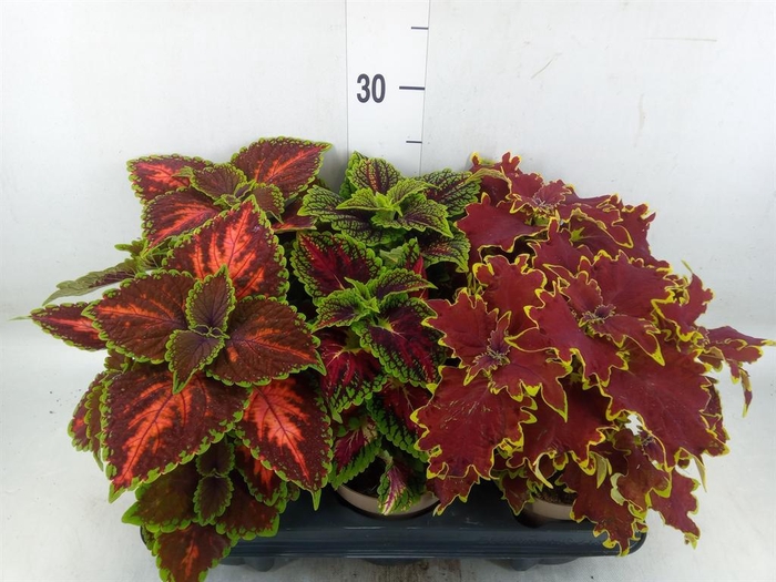 <h4>Plectranthus col.   ...mix</h4>