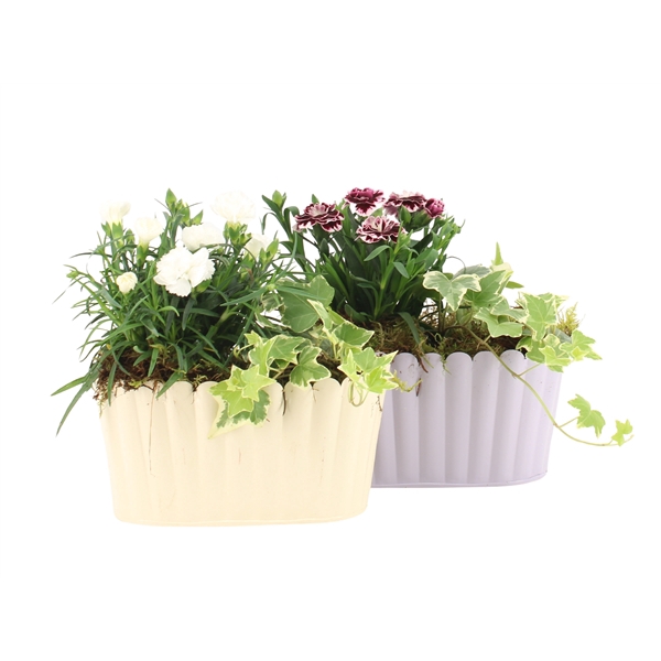 <h4>31557: Outdoor summer arrangement</h4>