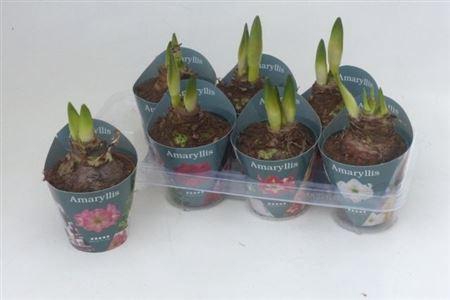 <h4>Hipp Gem 4 Srt</h4>