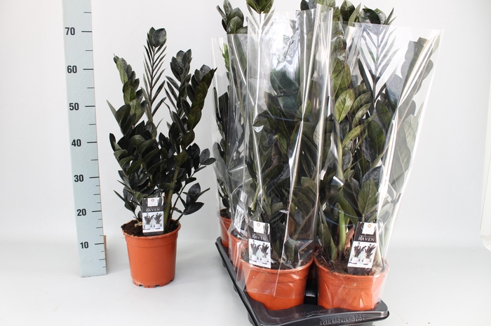 <h4>ZAMIO RAVEN</h4>