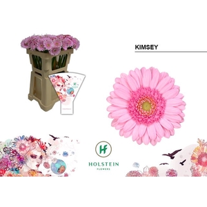 Germini Kimsey Water x60