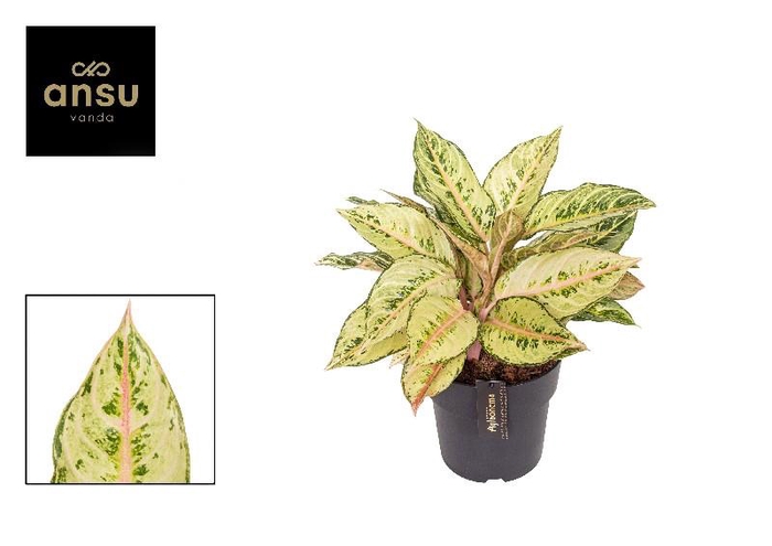 <h4>Aglaonema Chartreuse Pretty</h4>