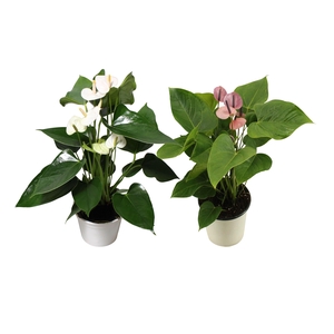 Anthurium Flamingo mix 14cm paars-wit
