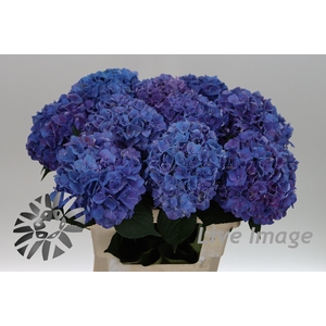 Hydrangea rodeo purple