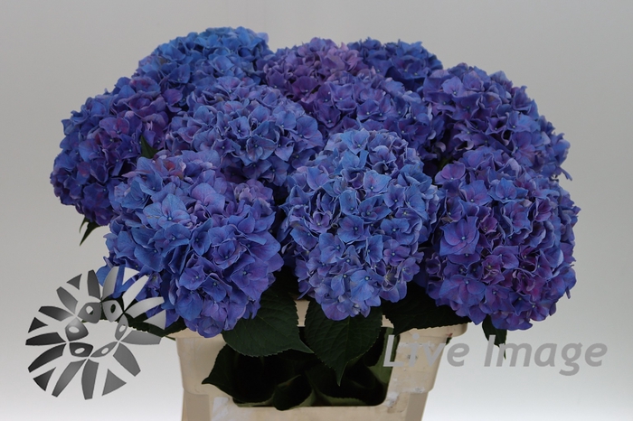 <h4>Hydrangea rodeo purple</h4>