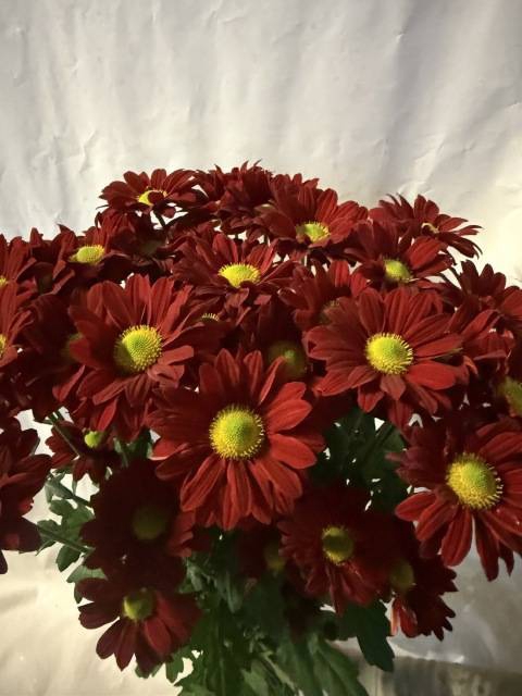 <h4>CHR T REDSTART</h4>