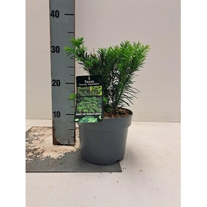 Taxus baccata 'Repandens' - C2