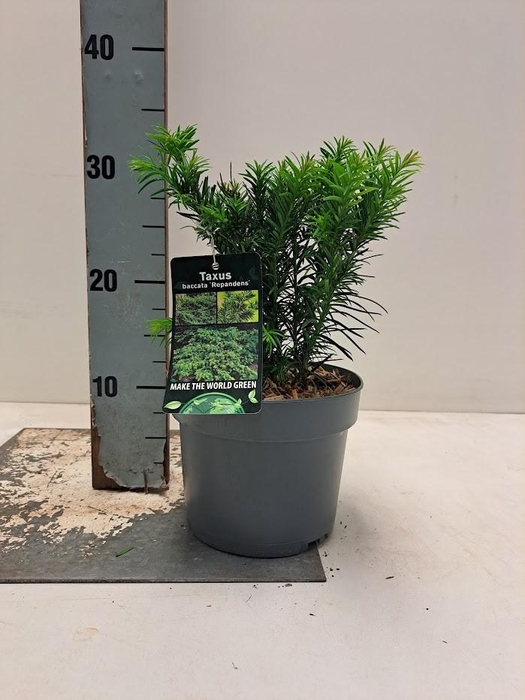 <h4>Taxus baccata 'Repandens' - C2</h4>