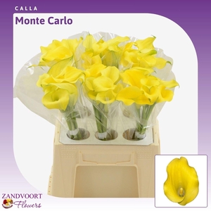 Calla Monte Carlo