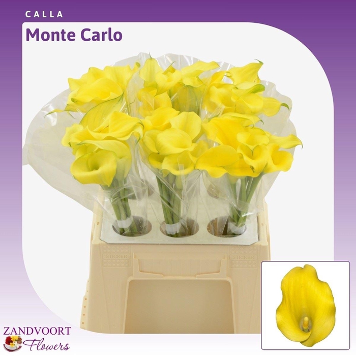 <h4>Calla Monte Carlo</h4>
