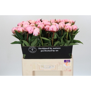 Paeonia Sarah Bernhardt