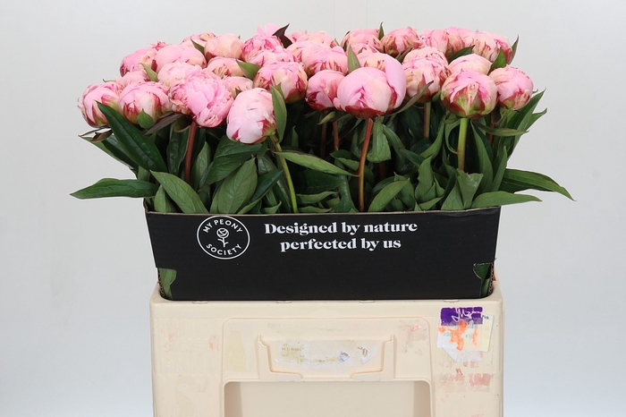 Paeonia Sarah Bernhardt
