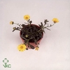 CALENDUL SKYFIRE YEL