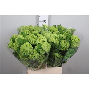 Viburnum Roseum St 4+
