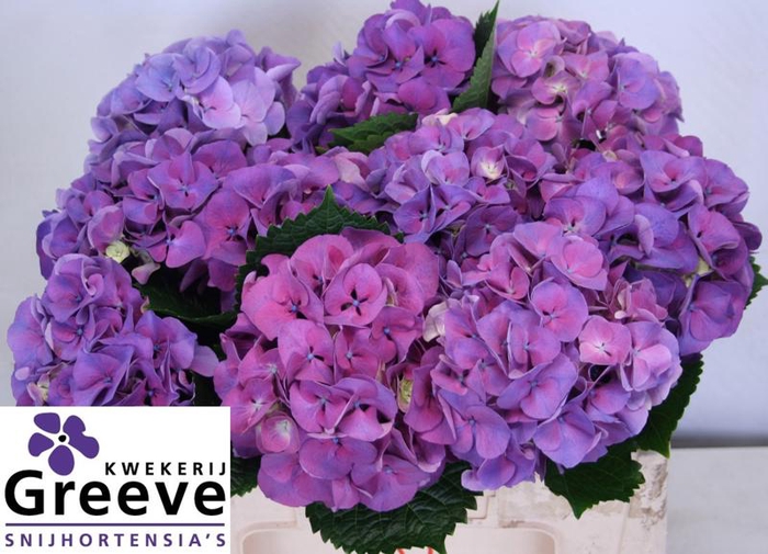 <h4>Hydr Sibilla Purple Greeve</h4>