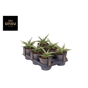 Sansevieria Comet Canoe No. 3