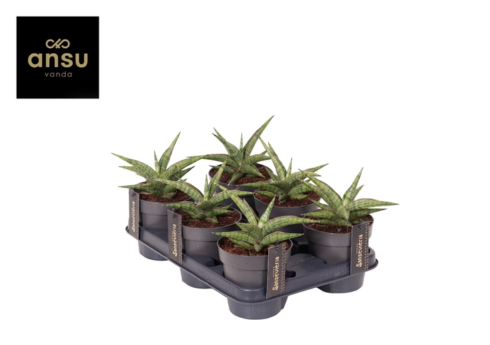 <h4>Sansevieria Comet Canoe No. 3</h4>