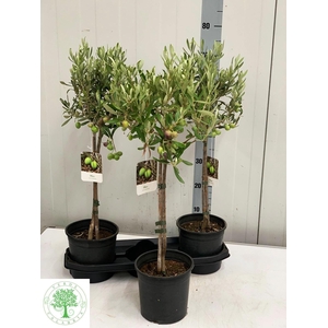 OLEA EUROPAEA