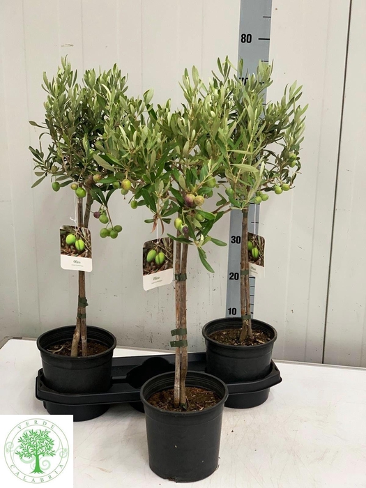 <h4>OLEA EUROPAEA</h4>