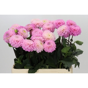 Dahlia Wizard of Oz