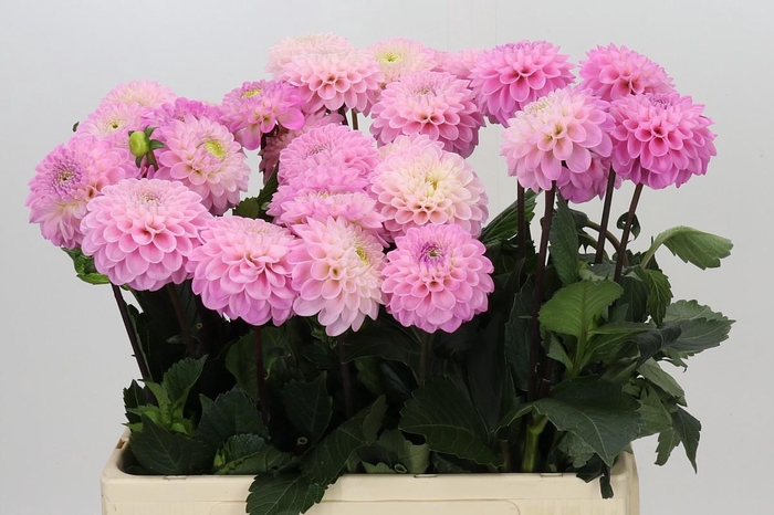 <h4>Dahlia Wizard of Oz</h4>