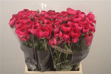 <h4>Ran El Hot Pink</h4>