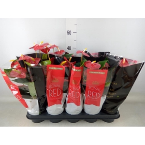 Anthurium andr. 'Royal Champion'