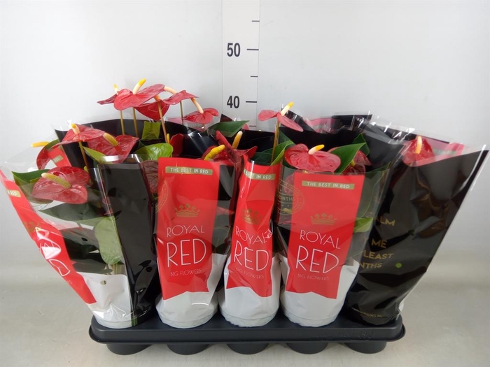 <h4>Anthurium andr. 'Royal Champion'</h4>