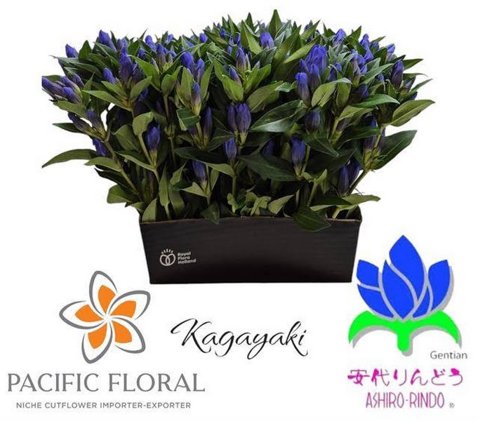 <h4>Gentiana Kagayaki Blue Dark Pacific</h4>