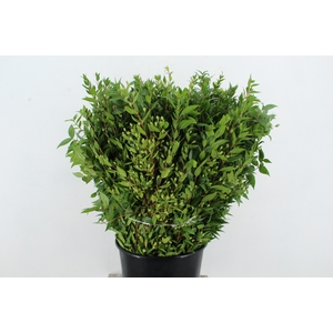 MYRTUS COMMUNIS