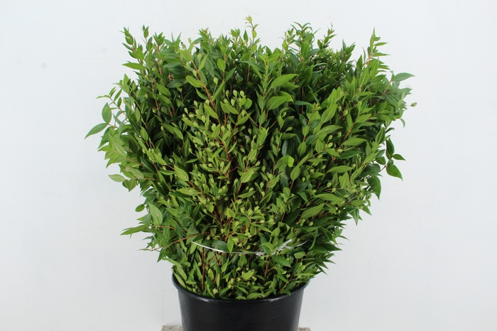 <h4>MYRTUS COMMUNIS</h4>