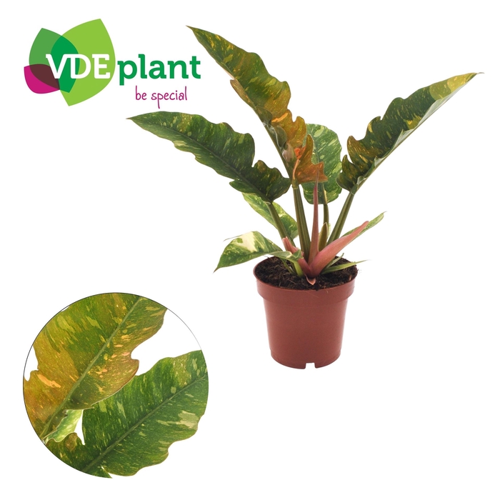 <h4>Philodendron  'Ring of Fire'</h4>