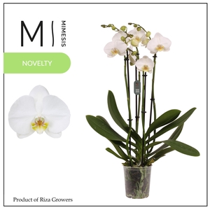 Phalaenopsis Nottingham 4 spike – 12cm | Mimesis