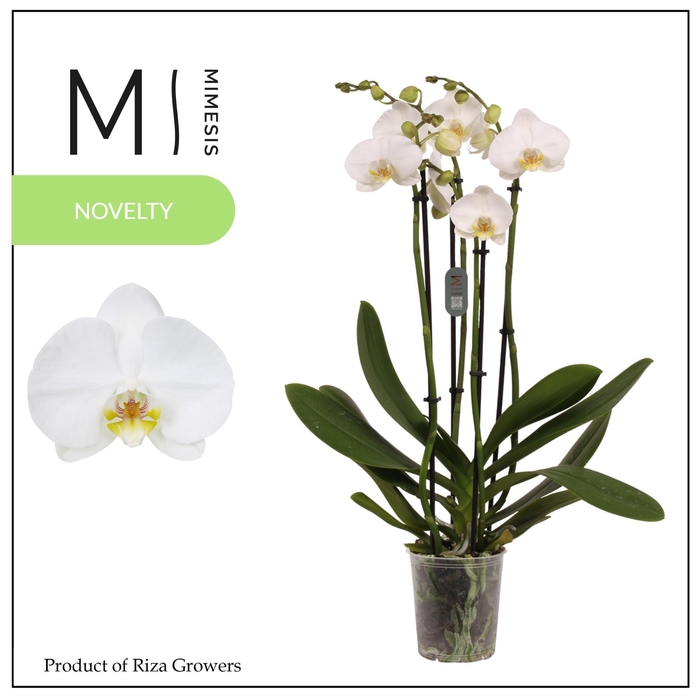 <h4>Phalaenopsis Nottingham 4 spike – 12cm | Mimesis</h4>