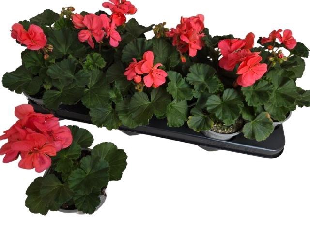 <h4>PEL ZON TOS SI LISA</h4>