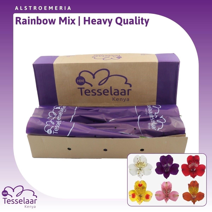 <h4>Alstroemeria Rainbow Mix | Heavy Quality</h4>